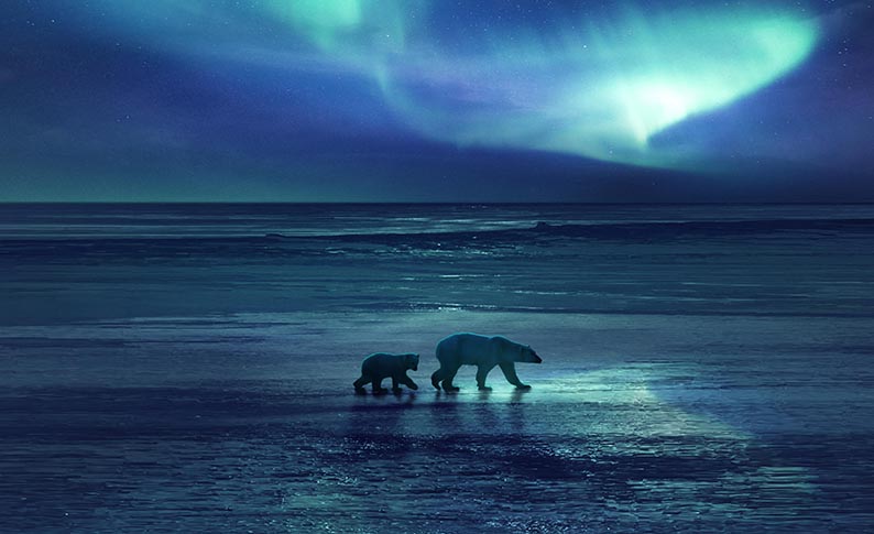 Une soirée de documentaires aux « Royaumes de glace », des images incroyables à vous réchauffer le cœur ou à vous faire froid dans le dos